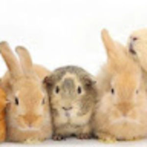 Meet your Posher, Keira